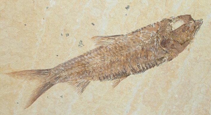 Inch Knightia Fossil Fish #4660